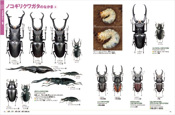 wق̐}NEOmVŁnJugVENK^V DVD