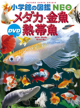 wق̐}NEO _JEEMы DVD