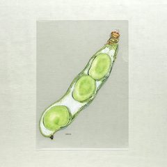 荒井真紀 クリアファイル A4 ソラマメ(絵本ナビオリジナルグッズ)