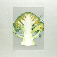 r^I NAt@C A4 ubR[iG{irIWiObYj