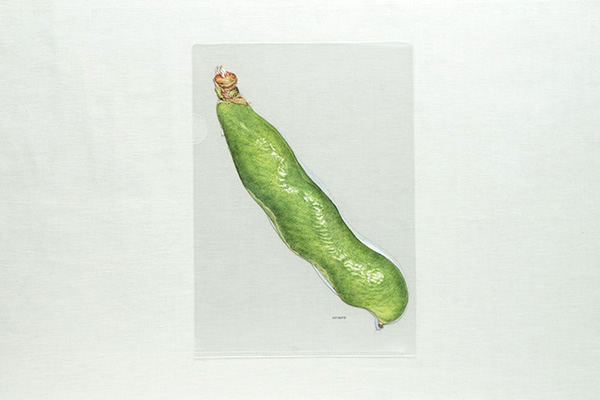 荒井真紀 クリアファイル A4 ソラマメ(絵本ナビオリジナルグッズ)の商品画像2